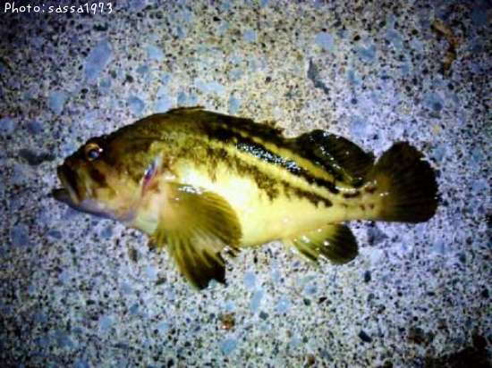 ���ޥ���