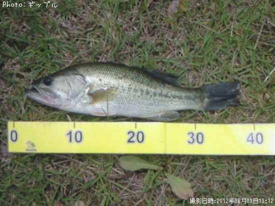 �֥�å��Х�