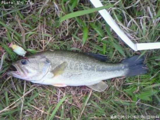 �֥�å��Х�