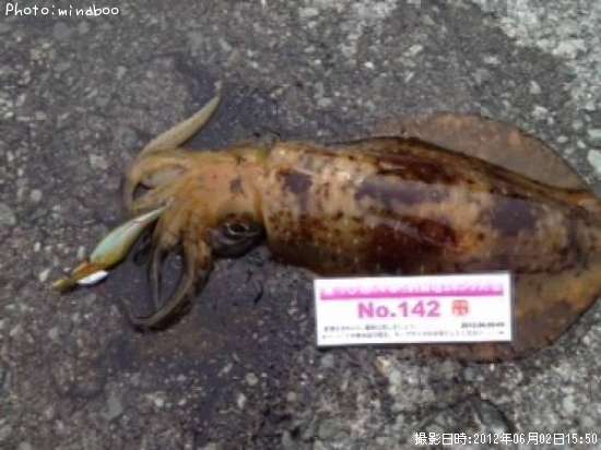 �����ꥤ��