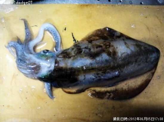 �����ꥤ��