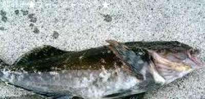 �����ʥ�