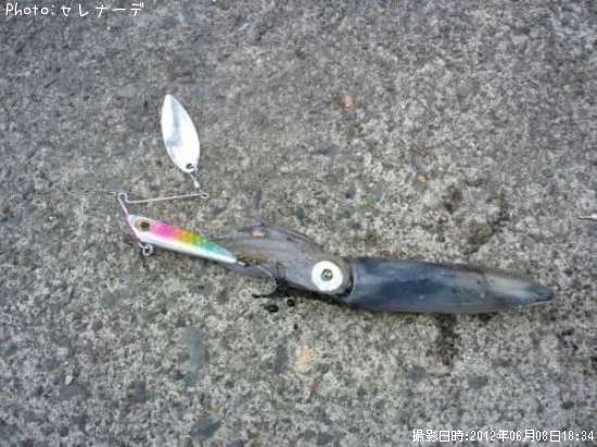 �ƥ��ӥ���