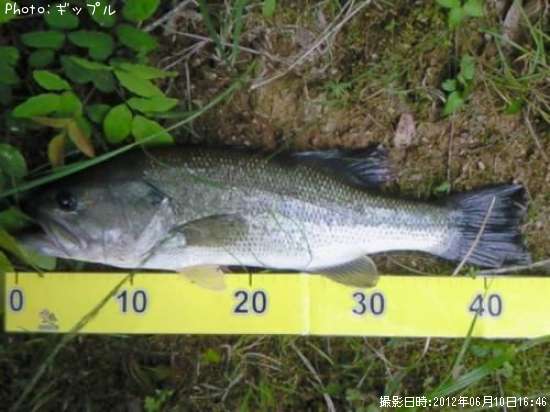 �֥�å��Х�