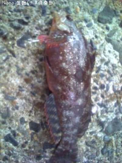 �����ʥ�