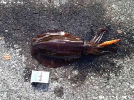 �����ꥤ��