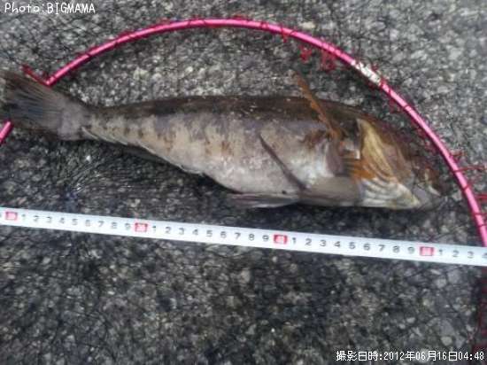 �����ʥ�