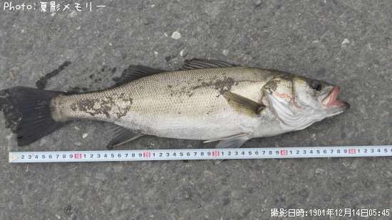 �����Х�