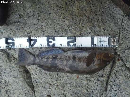 �����ʥ�