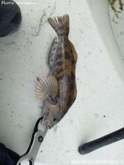 �����ʥ�