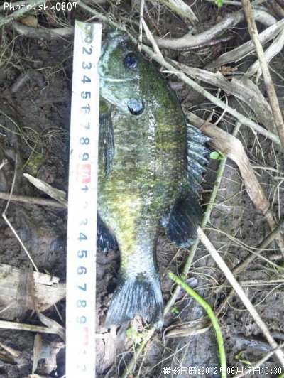 �֥롼����