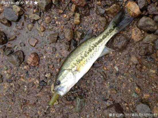 �֥�å��Х�