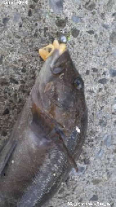 �����ʥ�