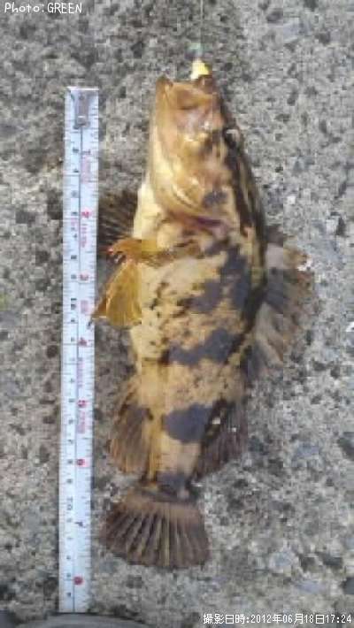 �٥å�������