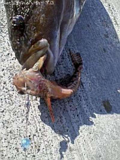 �����ʥ�