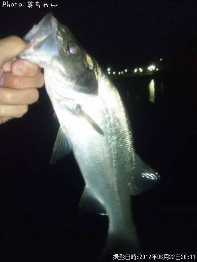 �ҥ饻������