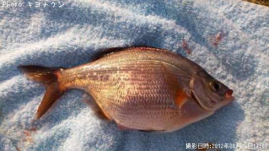 ���ߤ��ʤ�