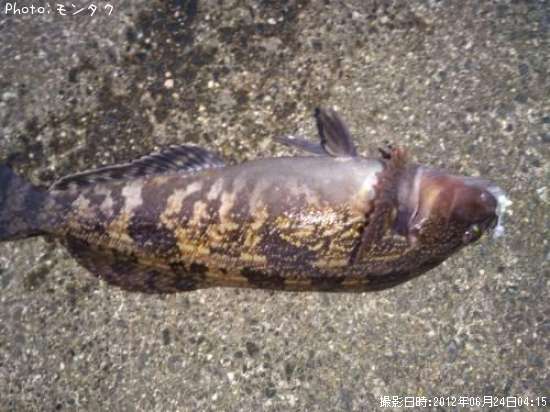 �����ʥ�