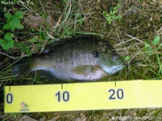 �֥롼����