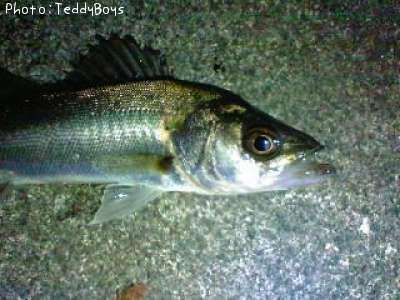 �����Х�