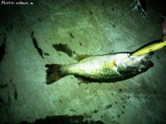 �֥�å��Х�