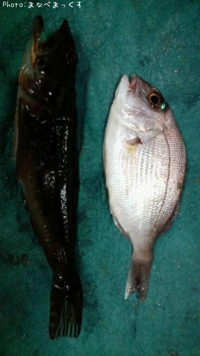 �ޥ����λҶ�