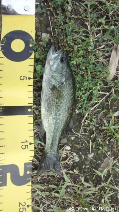 �֥�å��Х�