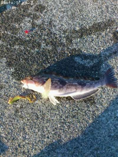 �����ʥ�