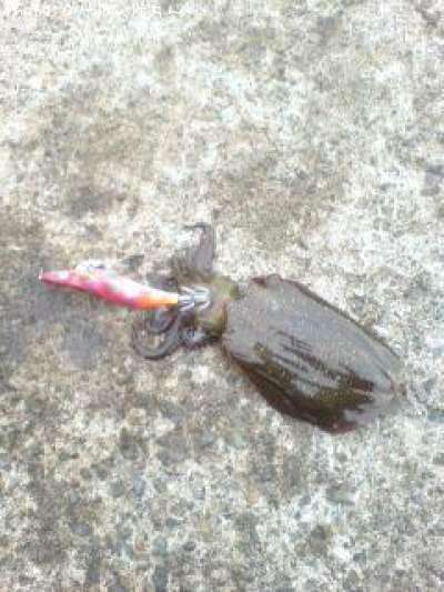 �����ꥤ��