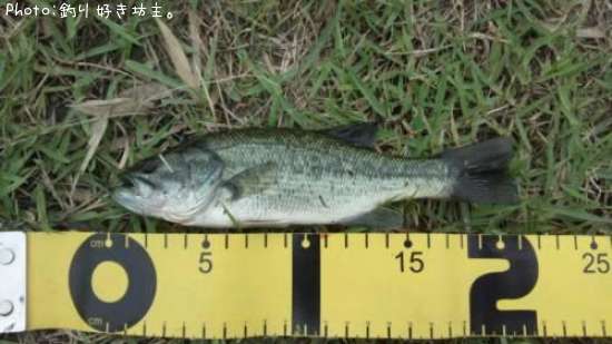 �֥�å��Х�