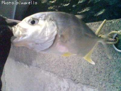 �����˥󥢥�