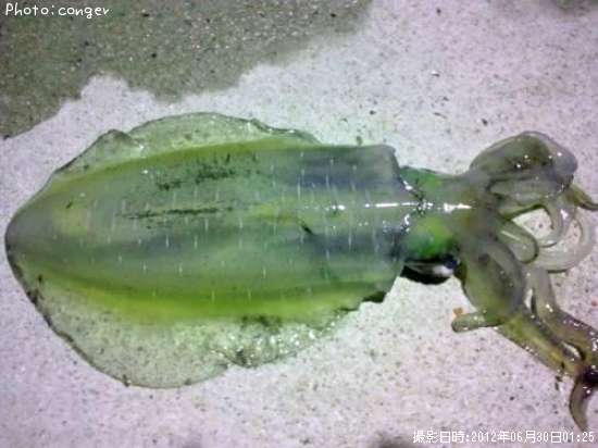 �����ꥤ��