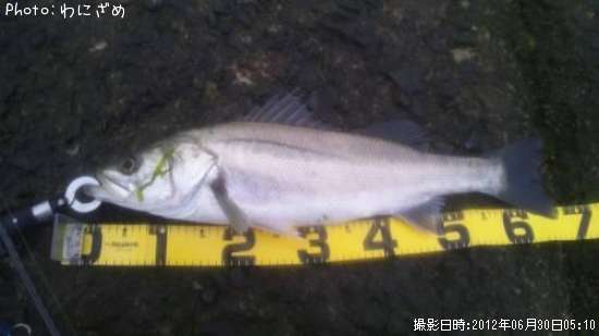 �����Х�