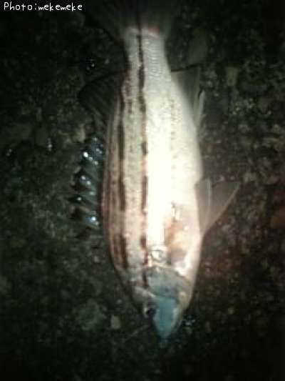 ���ޥ�����