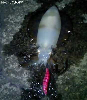 �����ꥤ��