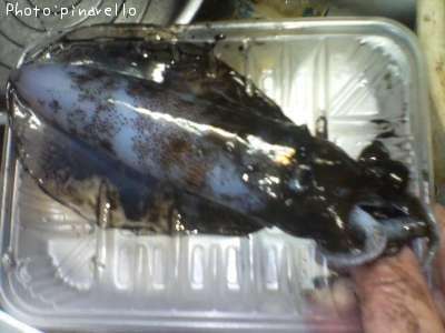 �����ꥤ��