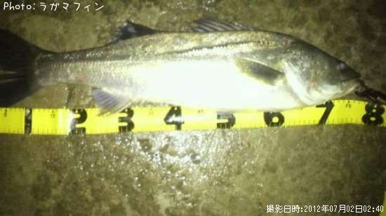 �����Х�