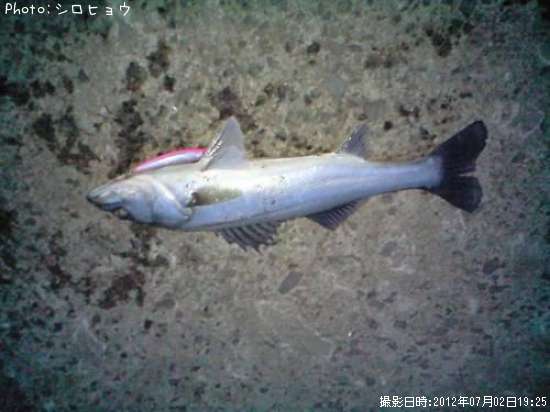 �����Х�