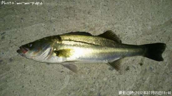 �����Х�