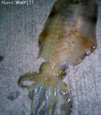 �����ꥤ��