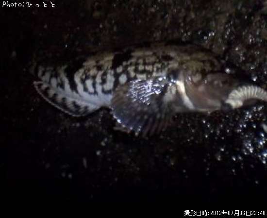 �����ʥ�