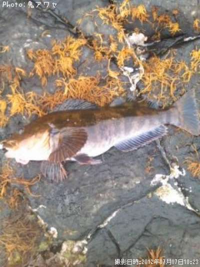 �����ʥ�