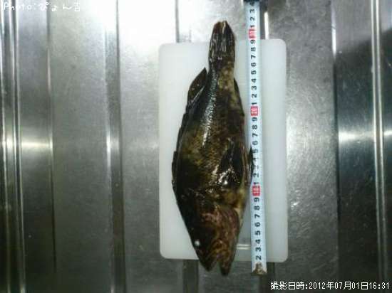 �٥å�������