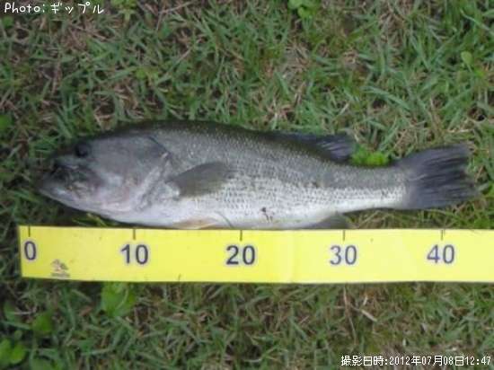 �֥�å��Х�