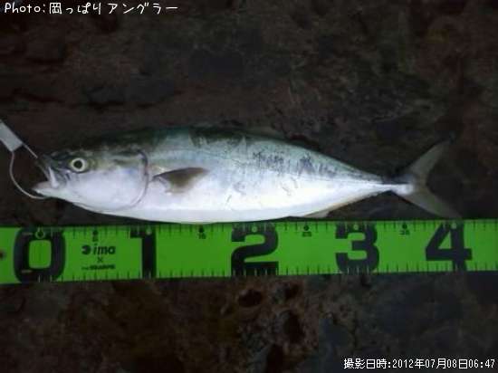 ���ʥ��ȥ��祴