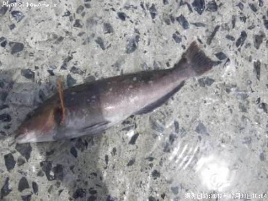 �����ʥ�