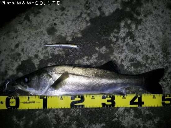 �����Х�