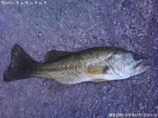 �֥�å��Х�