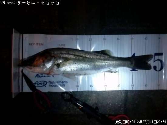 �����Х�