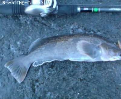 �����ʥ�